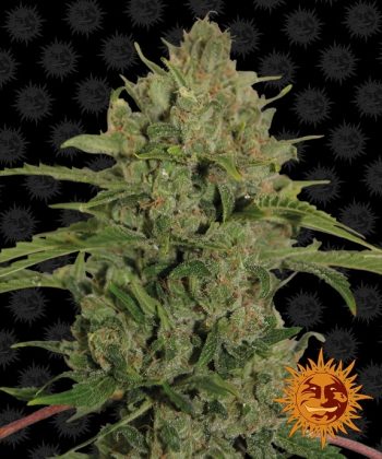 Triple Cheese (Barneys Farm Seeds)