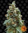 Vanilla Kush (Barneys Farm Seeds)