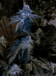 Gelato-x-MAC-feminized-seeds