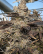 gelato x mac feminized seeds