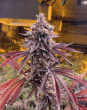 Forbidden Zkittlez Feminized Cannabis Seeds (5/10 Seeds)