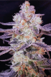 forbidden-zkittlez-seeds-2