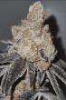 forbidden-zkittlez-seeds-2