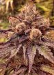 forbidden-zkittlez-seeds-2