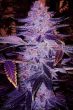 forbidden-zkittlez-seeds-2