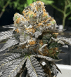 Gelato x Triangle Kush Feminized Cannabis Seeds (5/10 Seeds)