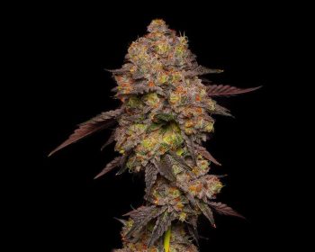 Gary Payton Feminized Seeds (Barneys Farm)
