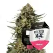 Gelato 44 (Royal Queen Seeds x Tyson)