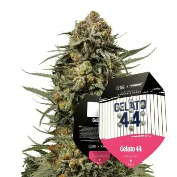 Gelato 44 (Royal Queen Seeds x Tyson)