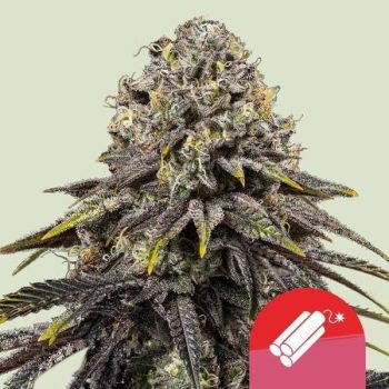 Dynamite Diesel (Royal Queen Seeds x Tyson)
