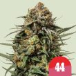 Gelatto44_withpack-600×600