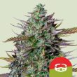 GOAT'lato Auto (Royal Queen Seeds x Tyson)