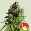NYC Sour D Auto (Royal Queen Seeds x Tyson)