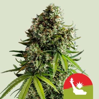NYC Sour D Auto (Royal Queen Seeds x Tyson)