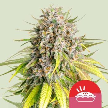 Punch Pie (Royal Queen Seeds x Tyson)