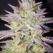 zkittlez-feminized-cannabis-seeds