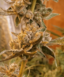 Love Cannabis - Peanut Butter Cookies - Feminized Cannabis Seeds