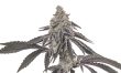 MAC-1-feminized-cannabis-seeds3jpg