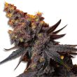 banana-og-feminized-cannabis-seeds2jpg