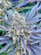 Love Cannabis - Black Apple - Feminized Cannabis Seeds