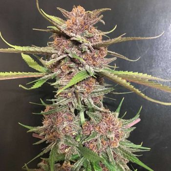 Love Cannabis - Black Cherry Soda - Feminized Cannabis Seeds