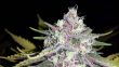 black-cherry-soda-feminized-cannabis-seeds2jpg