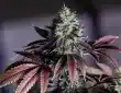 Love Cannabis - Blue Dream - Autoflowering Cannabis Seeds