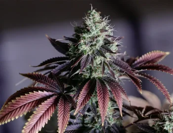 Love Cannabis - Blue Dream - Autoflowering Cannabis Seeds