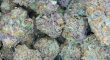 blue-dream-auto-feminized-cannabis-seedswebp