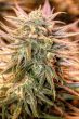 blue-dream-feminized-cannabis-seeds3png