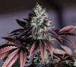 Love Cannabis - Blue Dream - Feminized Cannabis Seeds