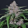 blue-dream-feminized-cannabis-seeds3png