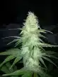 blue-dream-feminized-cannabis-seeds3png