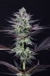 Love Cannabis - Blue Grape Fuel - Feminized Cannabis Seeds