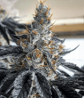 Love Cannabis - Blunicorn #5 - Feminized Cannabis Seeds