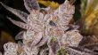 Love Cannabis - Dosidos - Feminized Cannabis Seeds