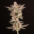 dosidos-feminized-cannabis-seedsjpg
