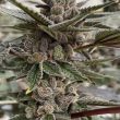 gelato-auto-feminized-cannabis-seeds2jpg