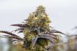 gelato-auto-feminized-cannabis-seeds2jpg
