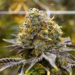 gelato-feminized-cannabis-seeds3jpg
