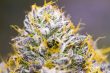 gelato-feminized-cannabis-seeds3jpg