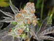 Love Cannabis - Girl Scout Cookies - Feminized Cannabis Seeds
