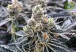 girl-scout-cookies-feminized-cannabis-seeds2jpg