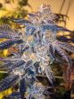 Love Cannabis - Girl Scout Cookies - Autoflowering Cannabis Seeds