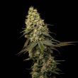 jungle-cake-feminized-cannabis-seeds4jpeg