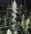 jungle-cake-feminized-cannabis-seeds4jpeg