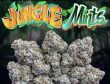 Love Cannabis - Jungle Mints - Feminized Cannabis Seeds