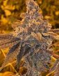 la-kush-cake-feminized-cannabis-seeds2png