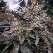 lava-cake-feminized-cannabis-seedsjpg