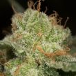 lemon-tree-auto-seeds-lemon-tree-strain-auto-seeds